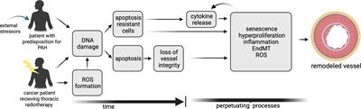 Radiation-induced cardiac side-effects: The lung as target for interacting damage and intervention